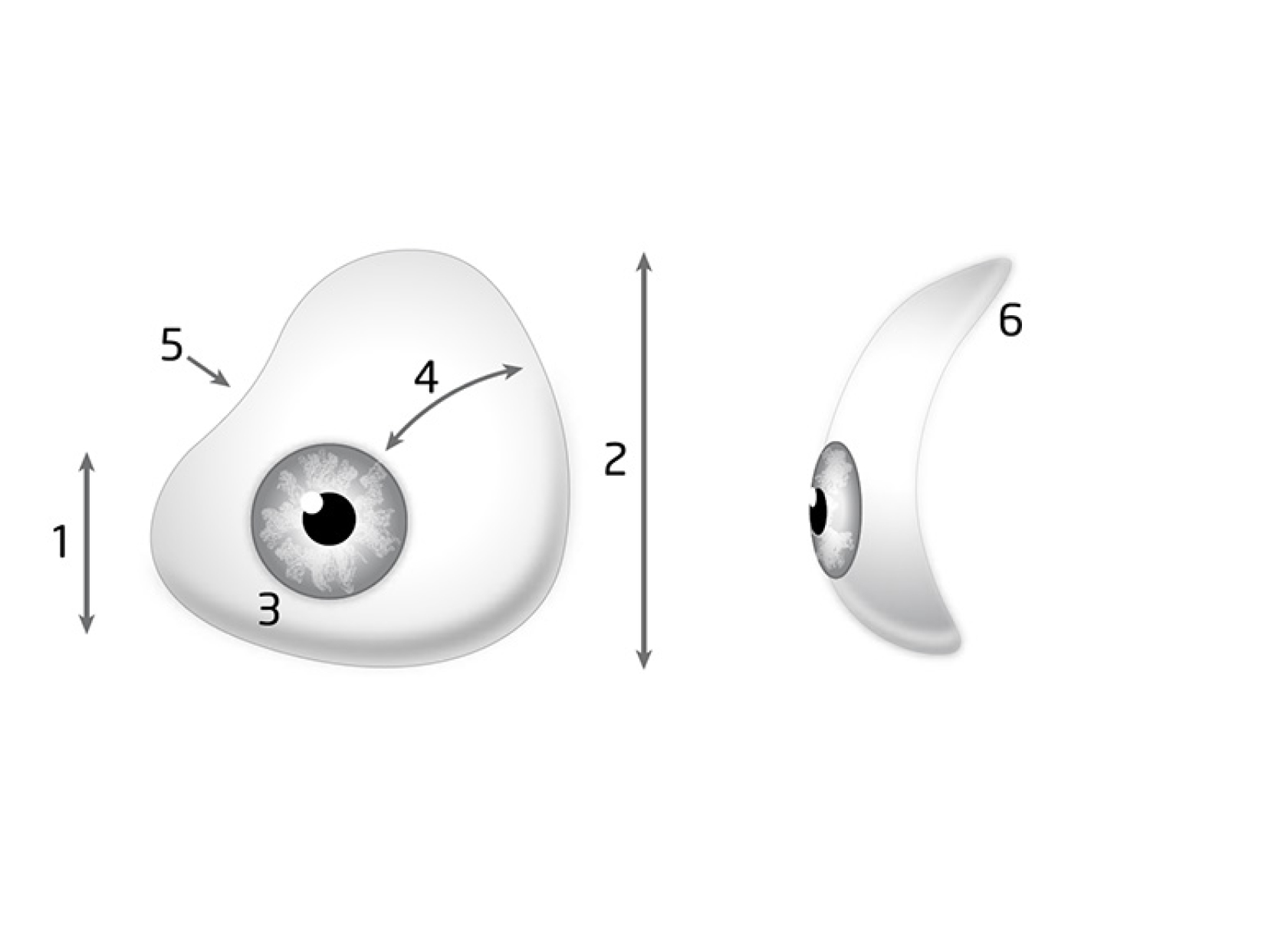 Dessin de prothèse oculaire face et profil